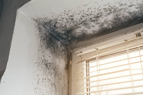 Affordable Attic Mold Remediation solutions in Bethel, NC